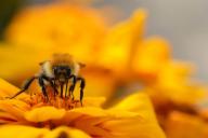 Удивите соседей: посейте сидераты весной