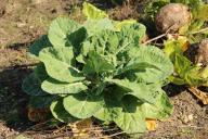 Марганцовка: правила использования и 5 способов ее применения на даче