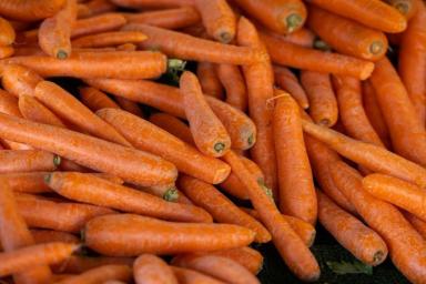 Как вырастить морковь в домашних условиях