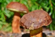 В электрических сигналах грибов обнаружили сходство с человеческим языком