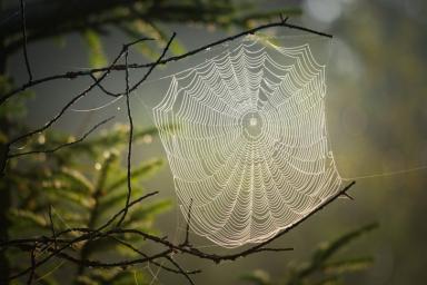 Паутина помогает паукам слышать окружающий мир