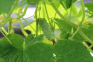 Приподнятые грядки: для чего они нужны, преимущества, из чего сделать огородные конструкции