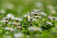 6 вещей, которые нужно сделать на газоне весной