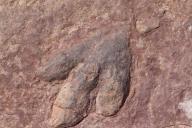 В Испании обнаружены окаменевшие следы динозавра с поврежденной лапой