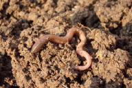 Дождевые черви питаются биоразлагаемым пластиком