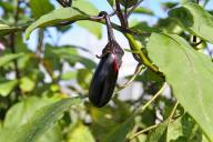 Баклажаны: 6 важнейших правил по их выращиванию