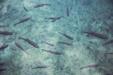Подкисление океана снижает размножение некоторых видов рыбы
