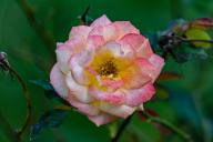 Май в саду: список обязательных дел