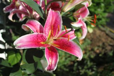 Как добиться пышного цветения лилий: 7 рекомендаций садоводу