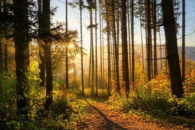 В некоторых районах Белоруссии ввели ограничения на посещение лесов