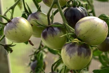 5 причин появления пустоцветов на помидорах: способы борьбы
