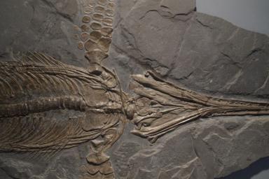 Обнаружен новый вид ископаемого ихтиозавра