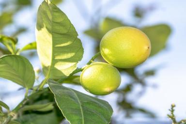 ТОП-6 необычных советов по альтернативному использованию лимона