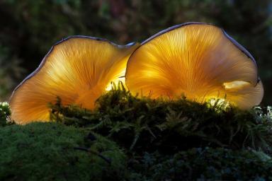 Европейские микологи нашли гриб, у которого 17 тысяч полов
