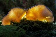 Европейские микологи нашли гриб, у которого 17 тысяч полов