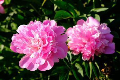 Уход за пионами весной. 7 шагов для здоровья кустов и обильного цветения