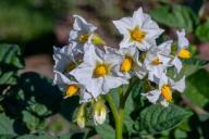 Как защитить картофель от проволочника: 10 действенных способов