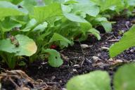 Убийцы сил и времени: 5 бесполезных дел на приусадебном участке