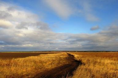 Новый вид почвенной амебы Сибири сделает сельское хозяйство России биологическим