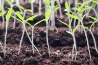 Почему рассада вытягивается: как этого избежать