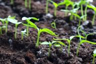 Почему болеют томаты: чего может не хватать огородной культуре