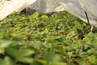 8 досадных ошибок при выращивании рассады