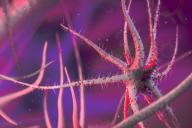 У бактерий нашли новую иммунную систему