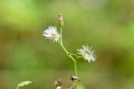 Агрессивные растения: топ-4 садовых захватчика и почему они могут быть полезны