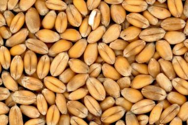Власти Казахстана подготовили приказ о введении ограничений на экспорт пшеницы и муки