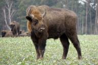 Белоруссия оценила ущерб от строительства Польшей забора в Беловежской пуще