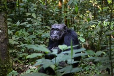 Пять тысяч записей вокала шимпанзе помогли ученым раскрыть ранее неизвестный язык приматов
