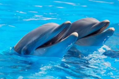 Дельфины оказались способны к самолечению