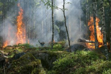 Число лесных пожаров в Свердловской области сократилось в четыре раза