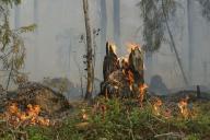 В Красноярском крае потушили последние из крупных пожаров