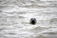 Детеныша ладожской нерпы спасли в Ленинградской области