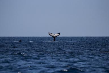Возле Курильских островов обнаружили новый вид китов