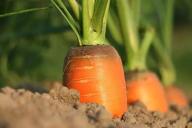 Морковь, огород