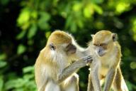 Обезьяны