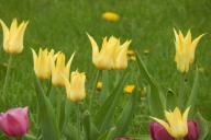 Тюльпаны