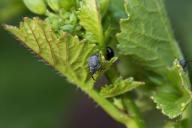 Жук-долгоносик