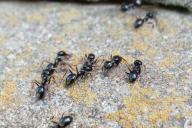 муравейники