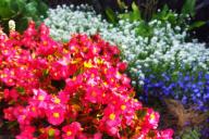 сад, растения