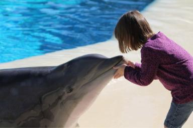 дельфин и ребенок