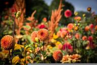 георгины, цветы