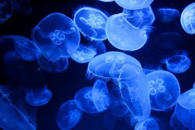 медуза, океан