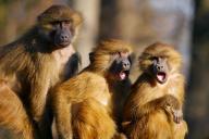 Обезьяны
