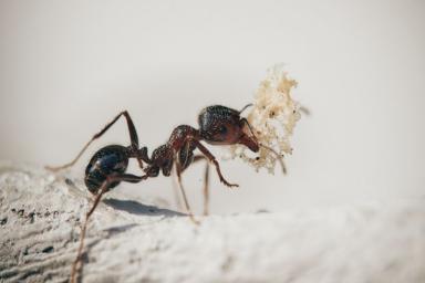 муравей