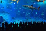 китовая акула в океанариуме