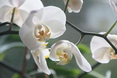 орхидея, цветок