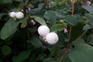 Снежноягодник